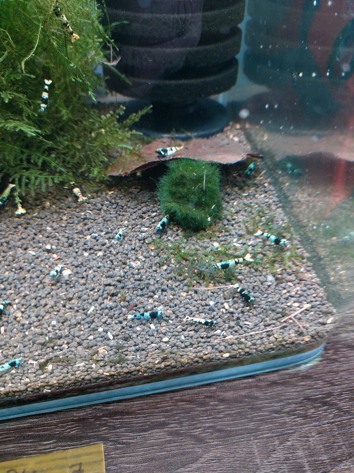 Tekoop mooie caradina garnalen, Dieren en Toebehoren, Vissen | Aquariumvissen, Kreeft, Krab of Garnaal