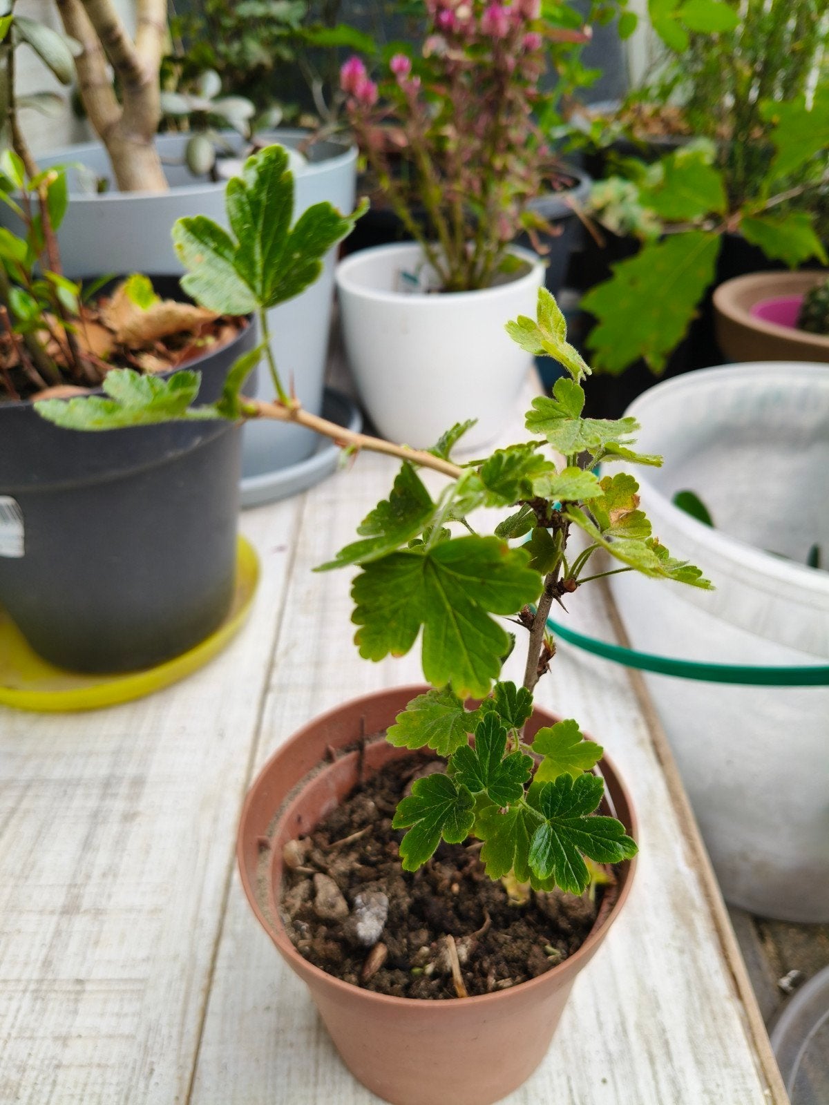 Jonge Gezonde Kruisbes (Gooseberry) – Sterke Fruitstruik, Tuin en Terras, Ophalen, Minder dan 100 cm, Halfschaduw, Overige soorten