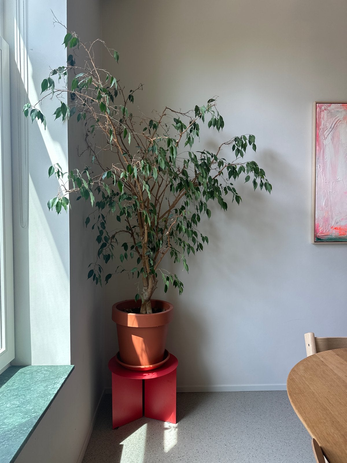 Ficus Benjamina Kamerplant 180cm incl pot, Huis en Inrichting, Ophalen, Ficus, Halfschaduw, In pot