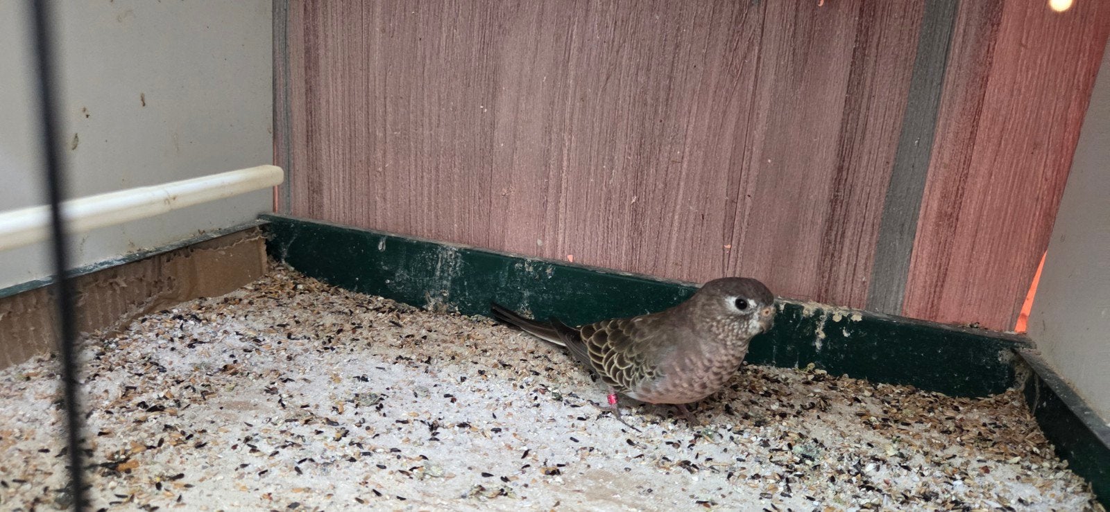 koppel bourksparkiet, Dieren en Toebehoren, Meerdere dieren, Parkiet