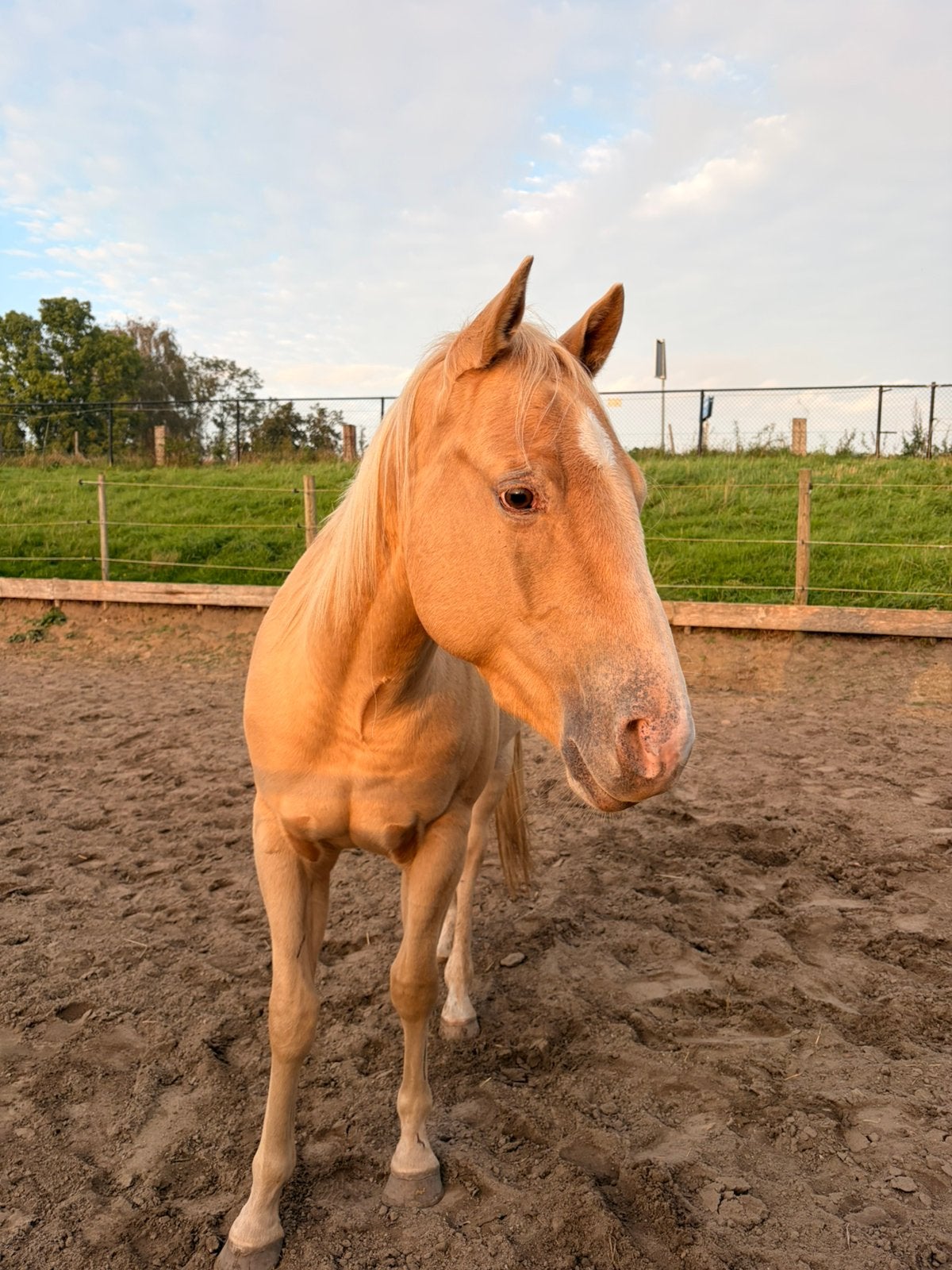 2,5 jarige champagne ruin Quarter horse, Dieren en Toebehoren, Minder dan 160 cm, Met stamboom, Ruin, 3 tot 6 jaar