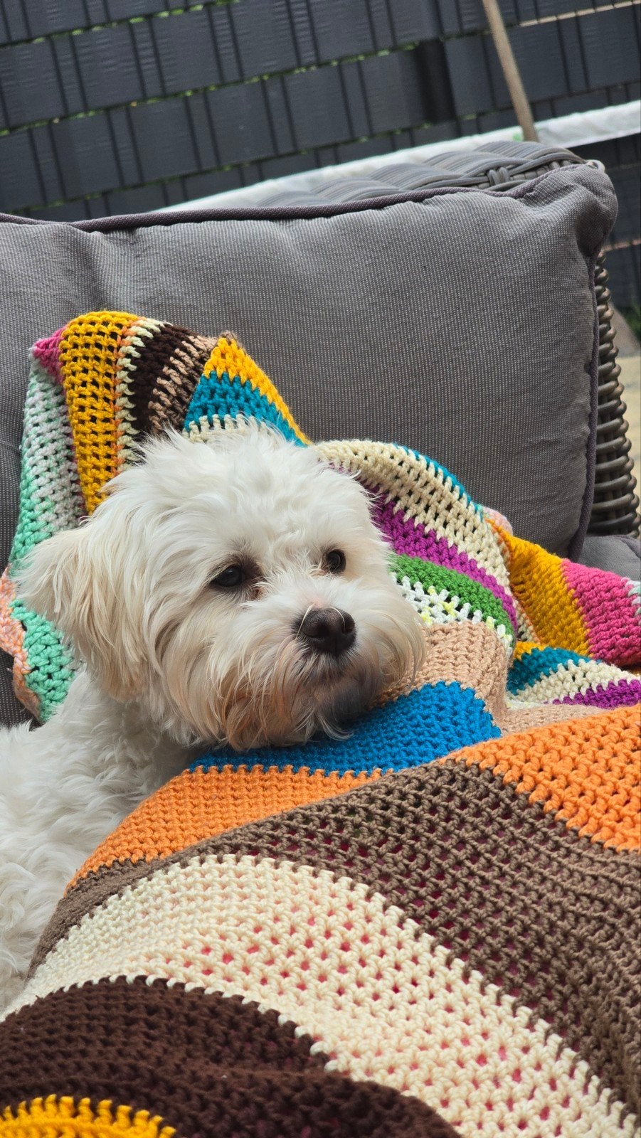 Puppy Maltipoo, Dieren en Toebehoren, Honden | Niet-rashonden, Parvo, 15 weken tot 1 jaar, Teef, Eén hond