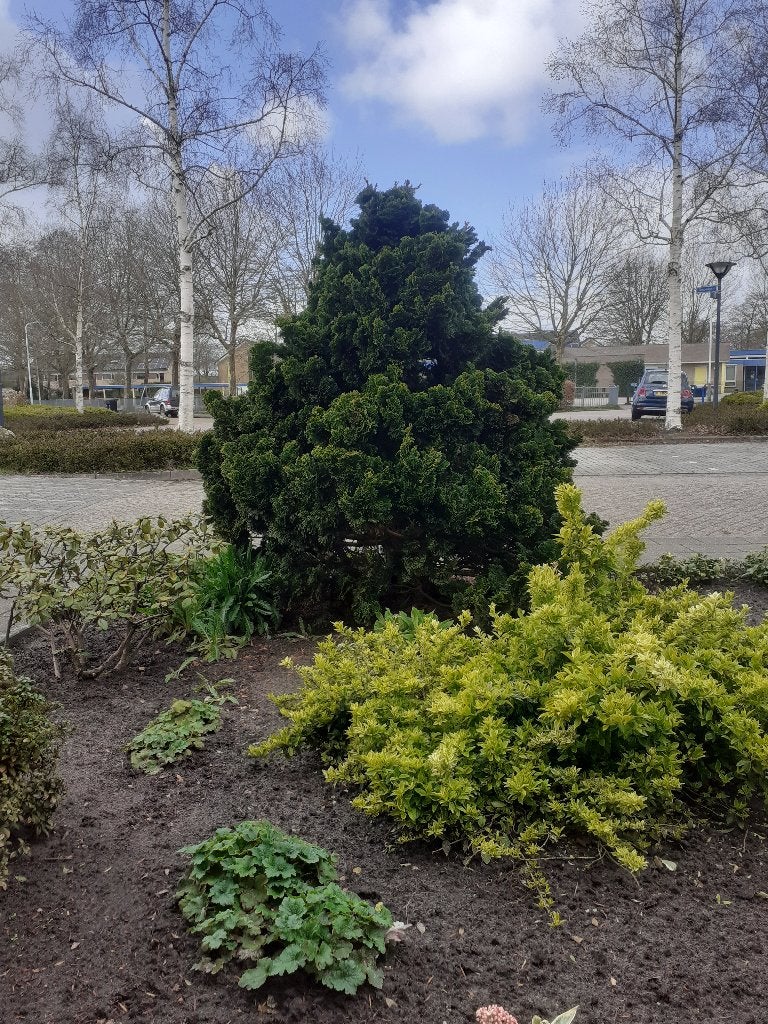 Japanse Dwergcipres, Ophalen, Halfschaduw, Overige soorten, Lente