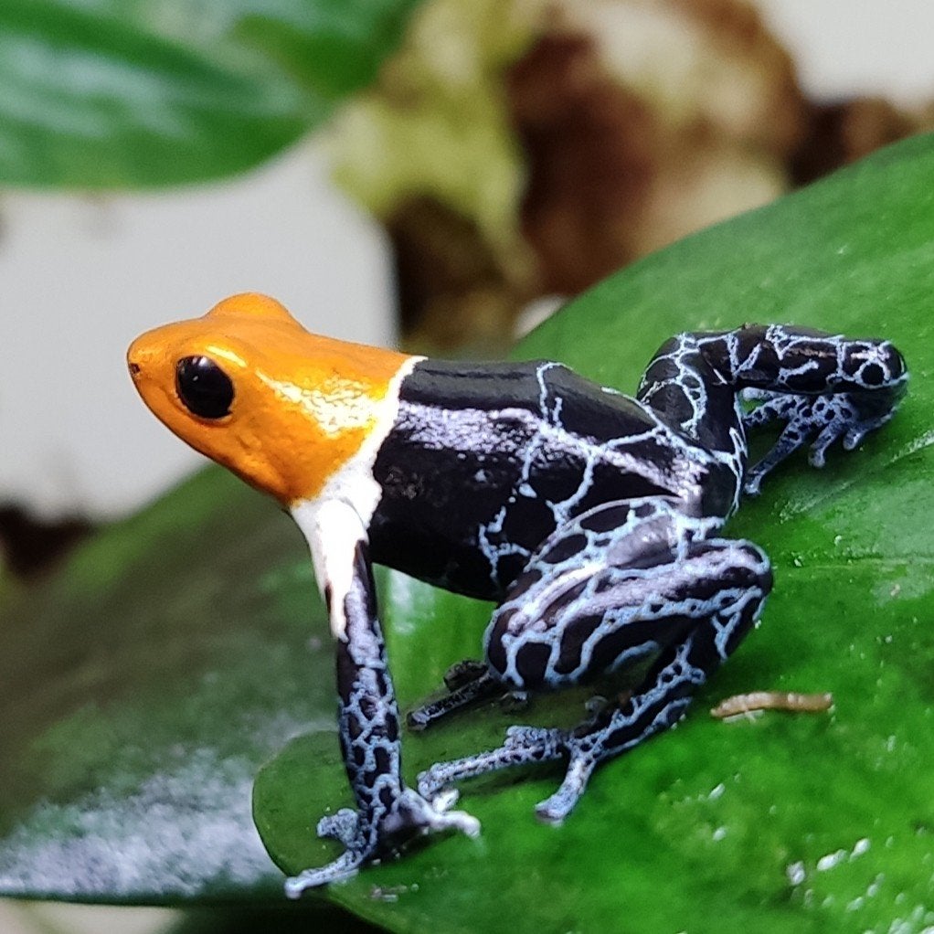 Ranitomeya fantastica 'True nominat', Amfibie, 0 tot 2 jaar