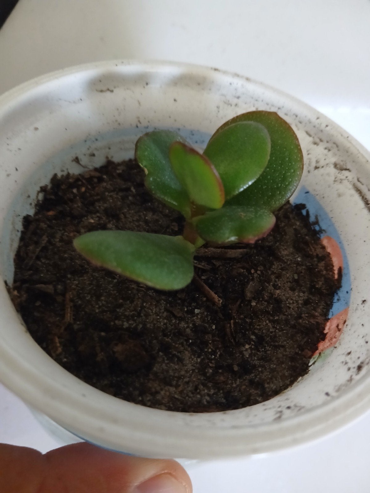 Gratis planten:Crassula Ovata(Jadeplant) en Cyperus (Papyru, Tuin en Terras, Planten | Tuinplanten, Volle zon, Vaste plant, Bloeit niet