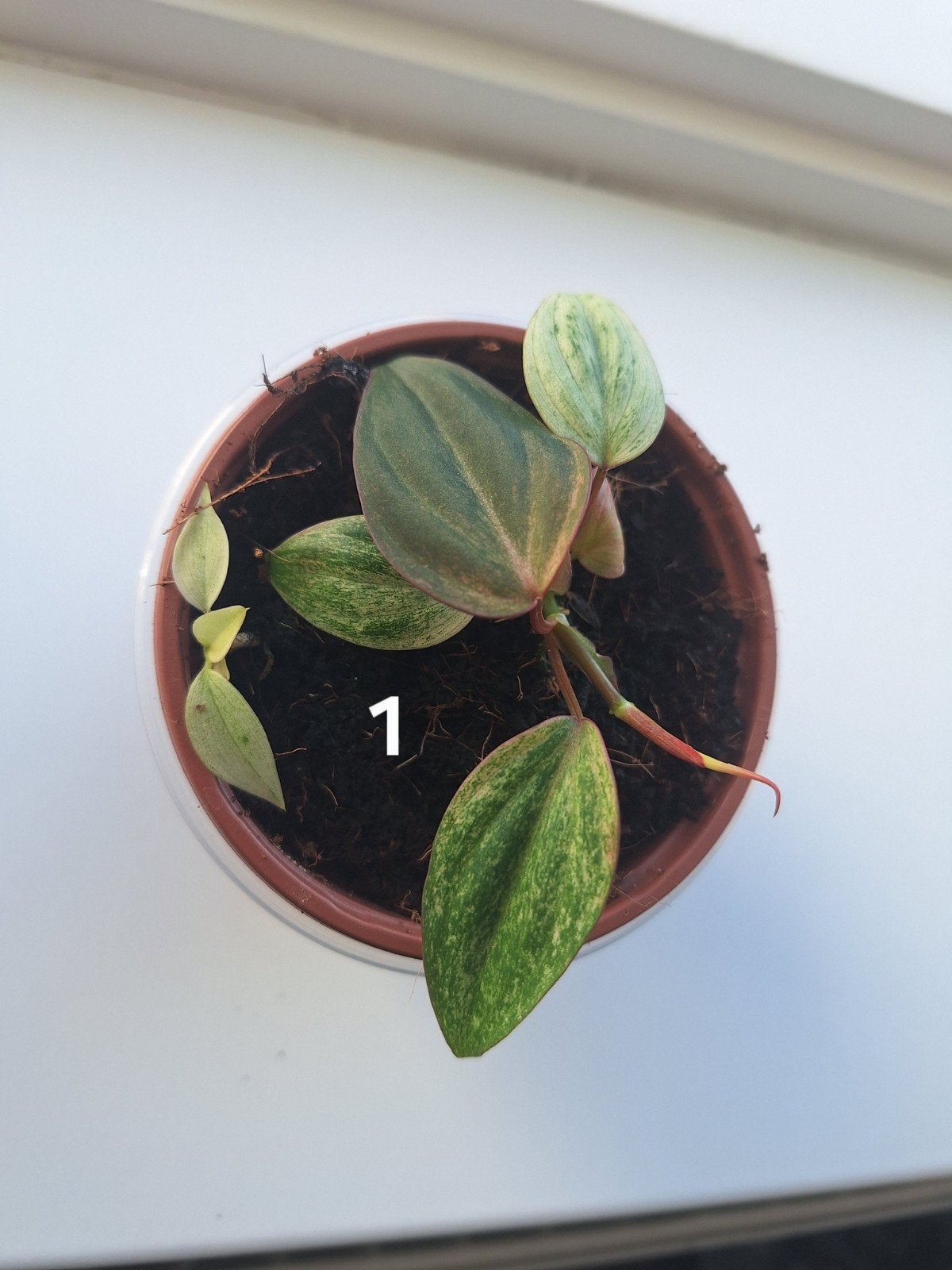 Philodendron Micans Pink/Mint Variegata, Verzenden, Halfschaduw, Minder dan 100 cm
