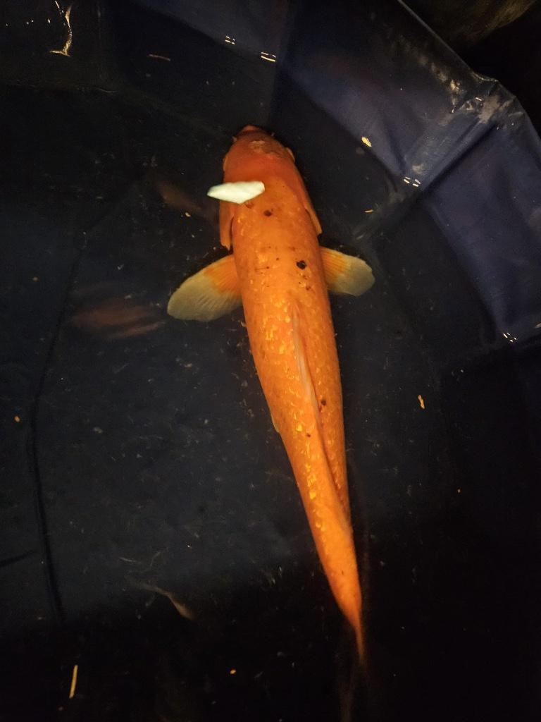 Ginrin Benigoi Japanse koi, Dieren en Toebehoren, Karper of Koi