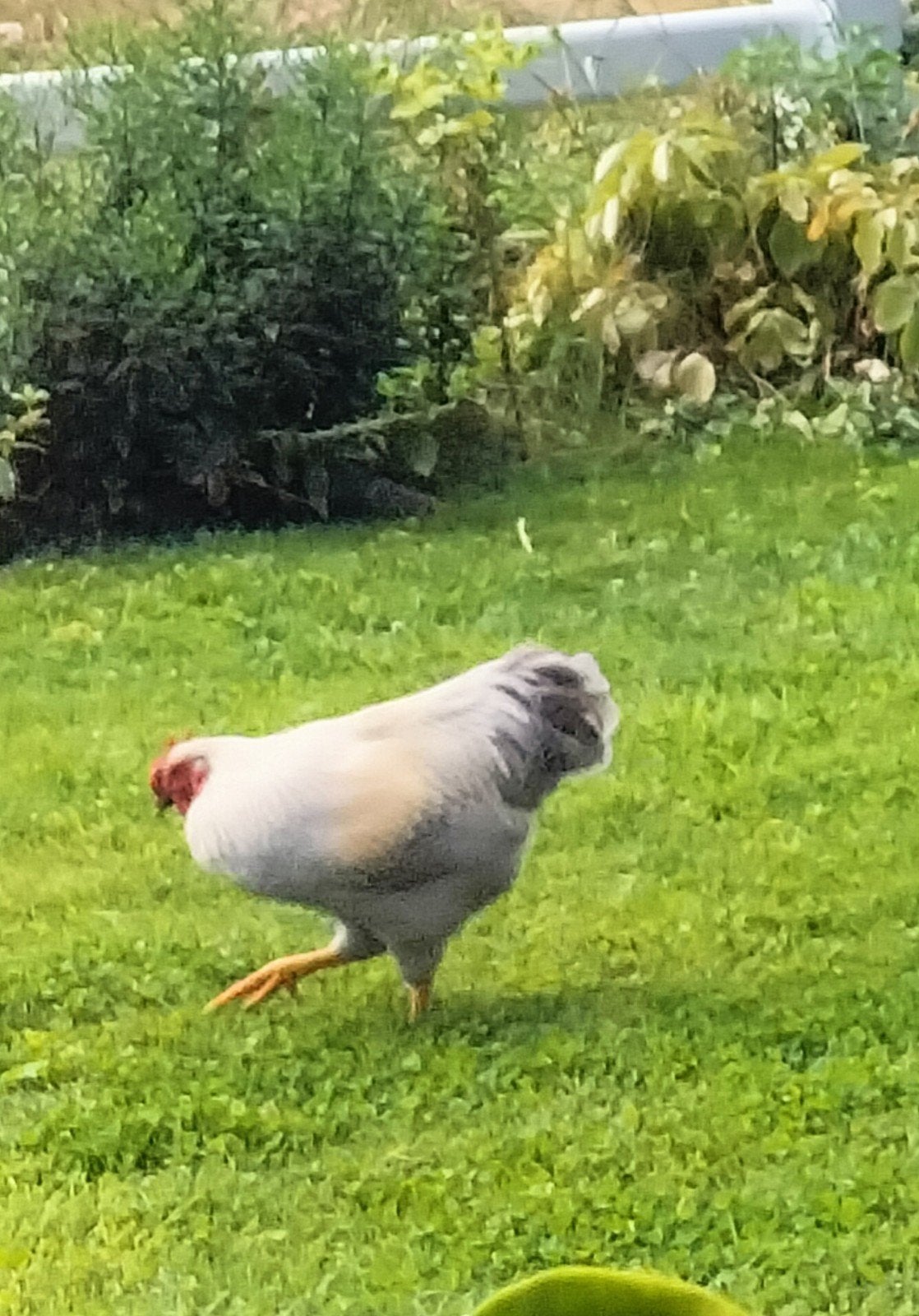 mooie jonge haan, Dieren en Toebehoren, Mannelijk, Kip