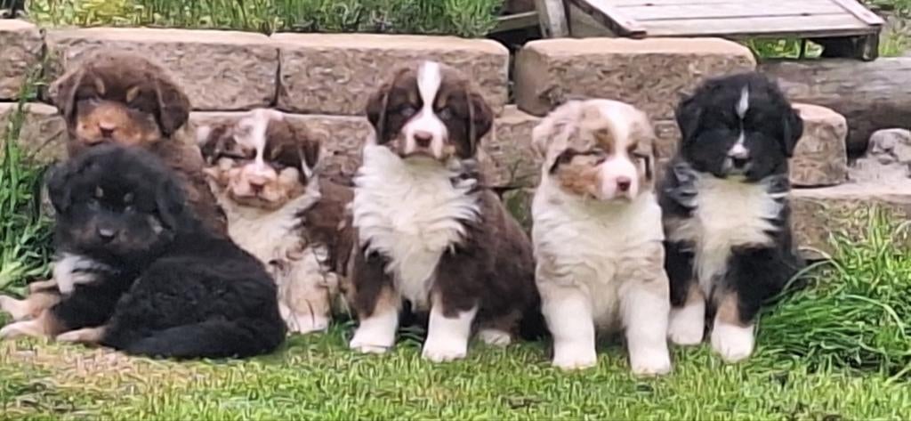 Australian shepherd x Golden retriever x Berner Sennen pups, Dieren en Toebehoren, Honden | Herdershonden en Veedrijvers, Nederland