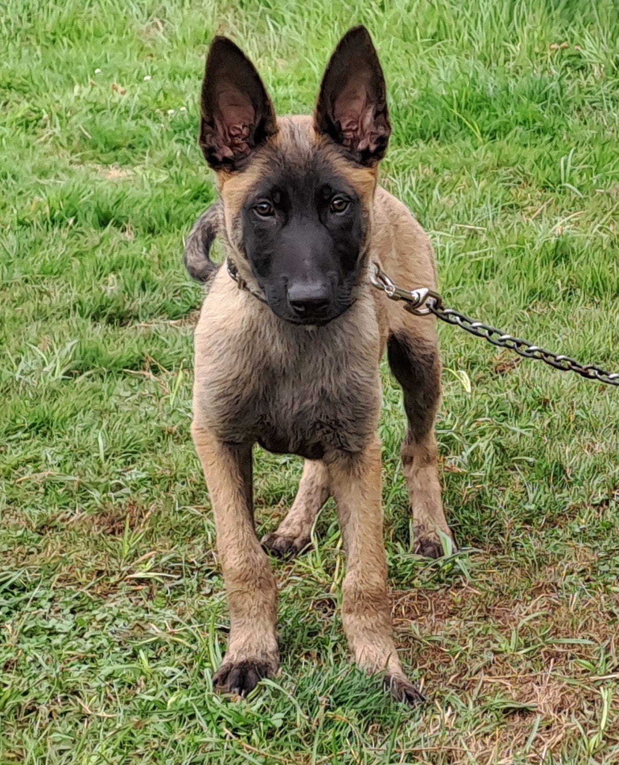 Puppy reu, Reu, 8 tot 15 weken, Eén hond, Herder