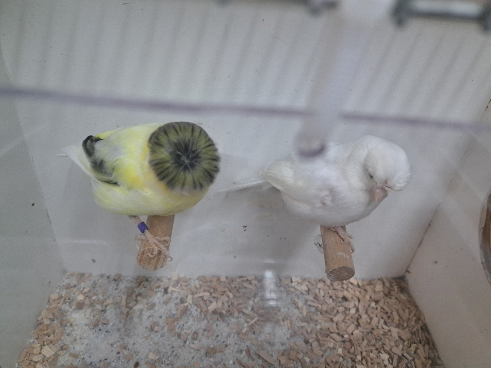Te koop mooie glosters, Dieren en Toebehoren, Vogels | Kanaries, Meerdere dieren, Kleurkanarie