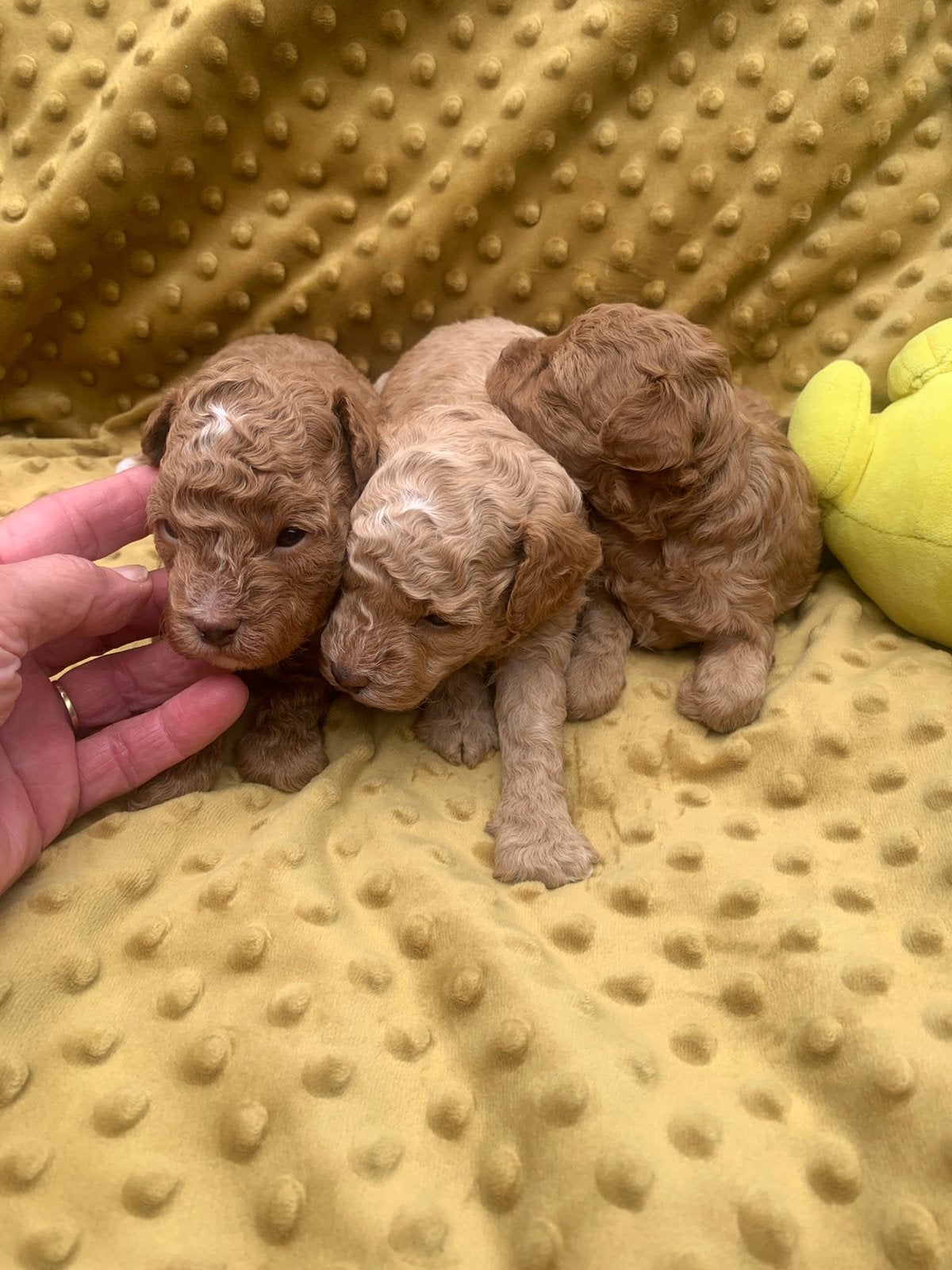 Prachtige toy poedel pups, Parvo, 8 tot 15 weken, Meerdere, Meerdere dieren