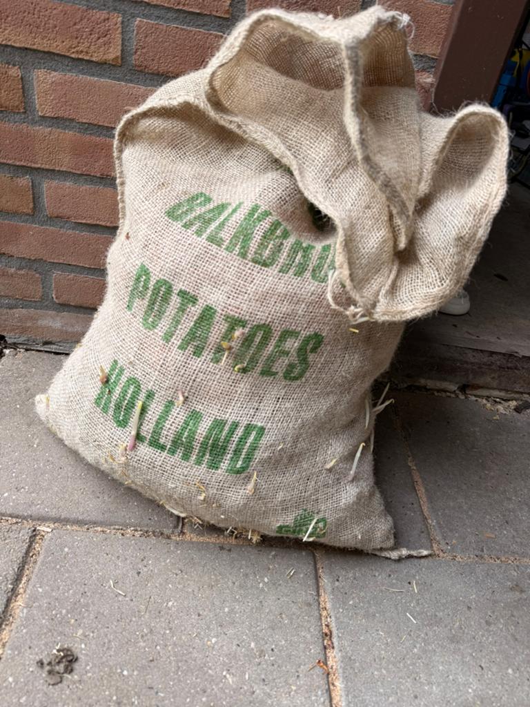 +16 kilo frieslander pootaardappelen voorgekiemd, Tuin en Terras, Bloembollen en Zaden, Ophalen, Voorjaar, Volle zon, Knol