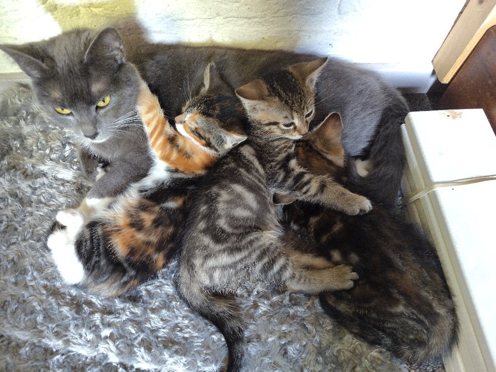 Geb. 8 april. 2 meisjes en 1 jongen. 1 is een lapjeskat. 8, Meerdere dieren, 0 tot 2 jaar