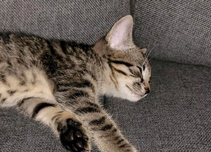 2 prachtige kittens💘, Meerdere dieren, Kortharig, 0 tot 2 jaar