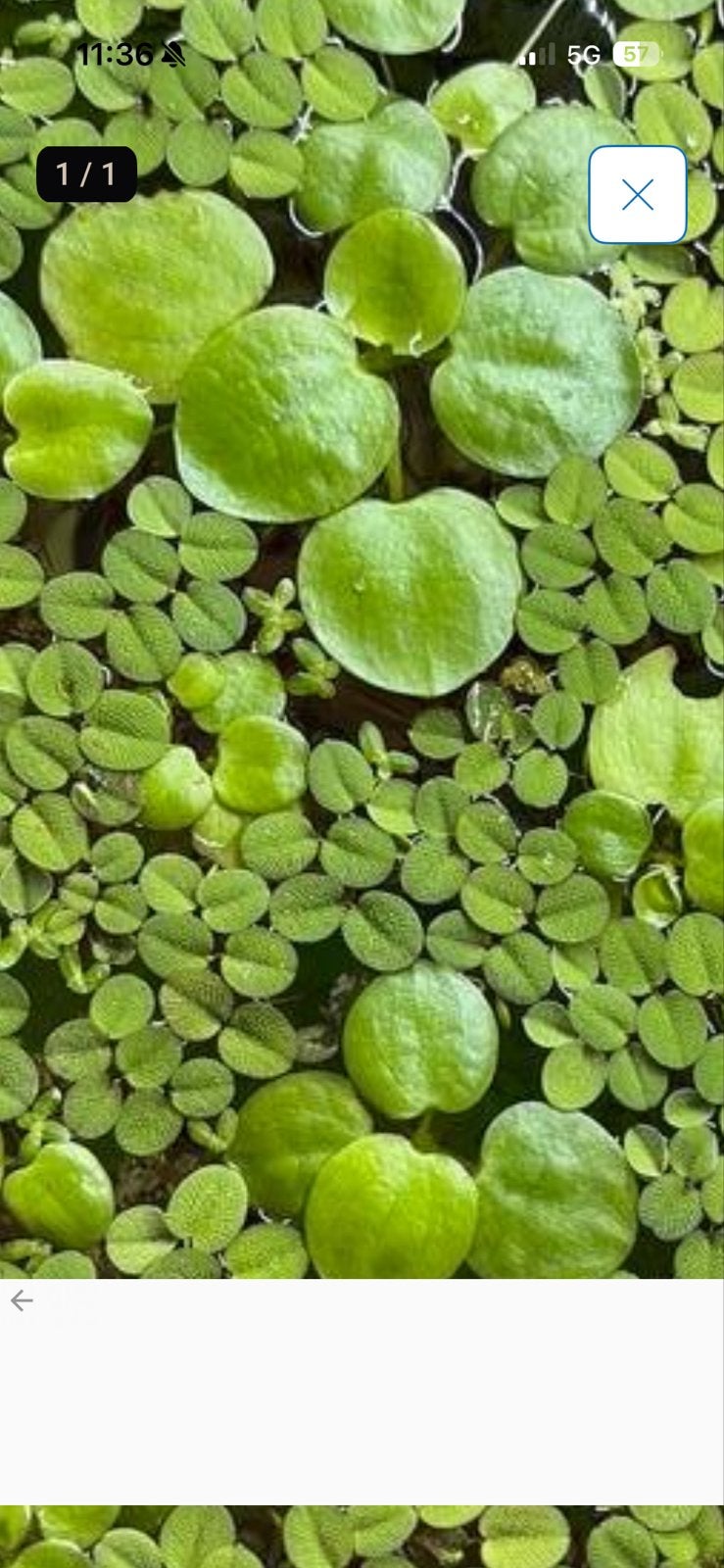 Gratis drijfplantjes voor tropisch aquarium. Twee soorten., Dieren en Toebehoren, Ophalen
