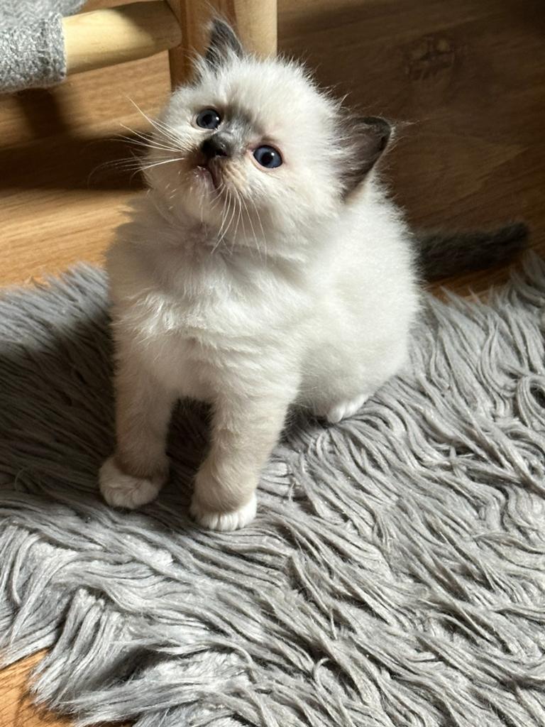 Prachtige Ragdoll kittens stamboom, Meerdere dieren, Ontwormd