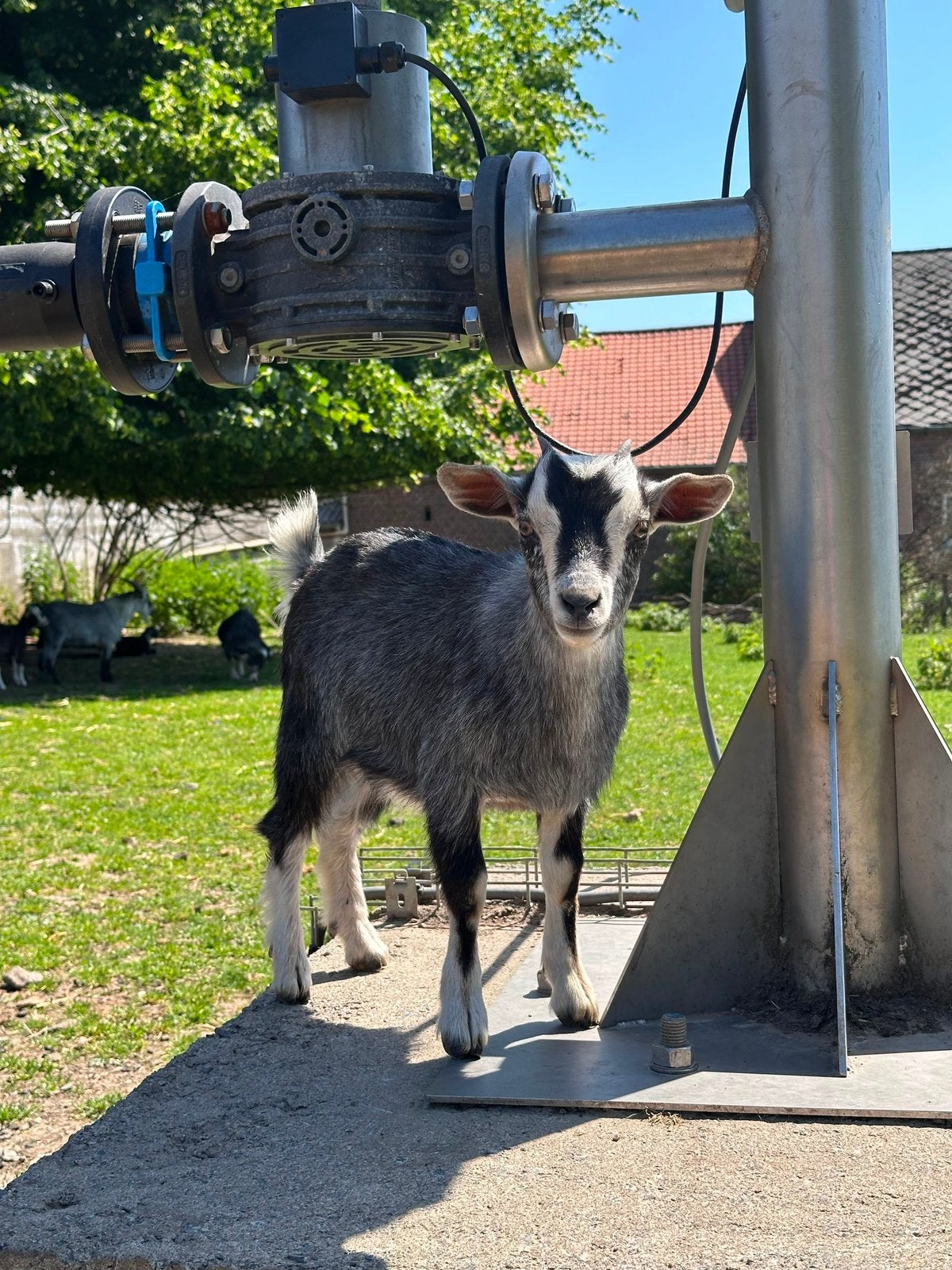 Jonge dwerggeitjes (3-4maanden) & Bok, Meerdere dieren, Geit, 0 tot 2 jaar