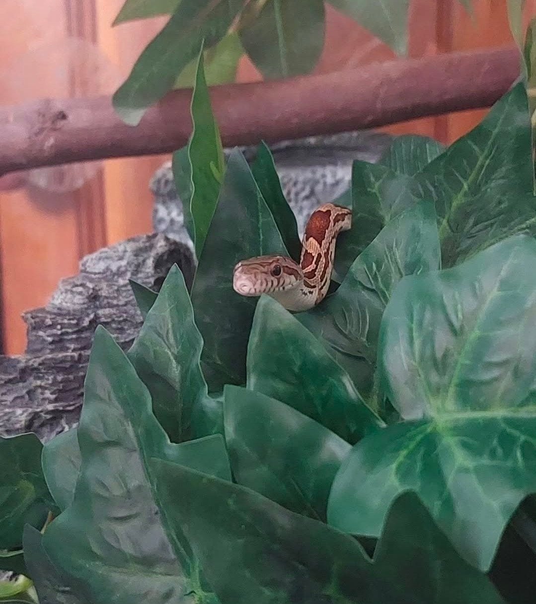 baby beast corn slangen, Slang, Met terrarium, 0 tot 2 jaar