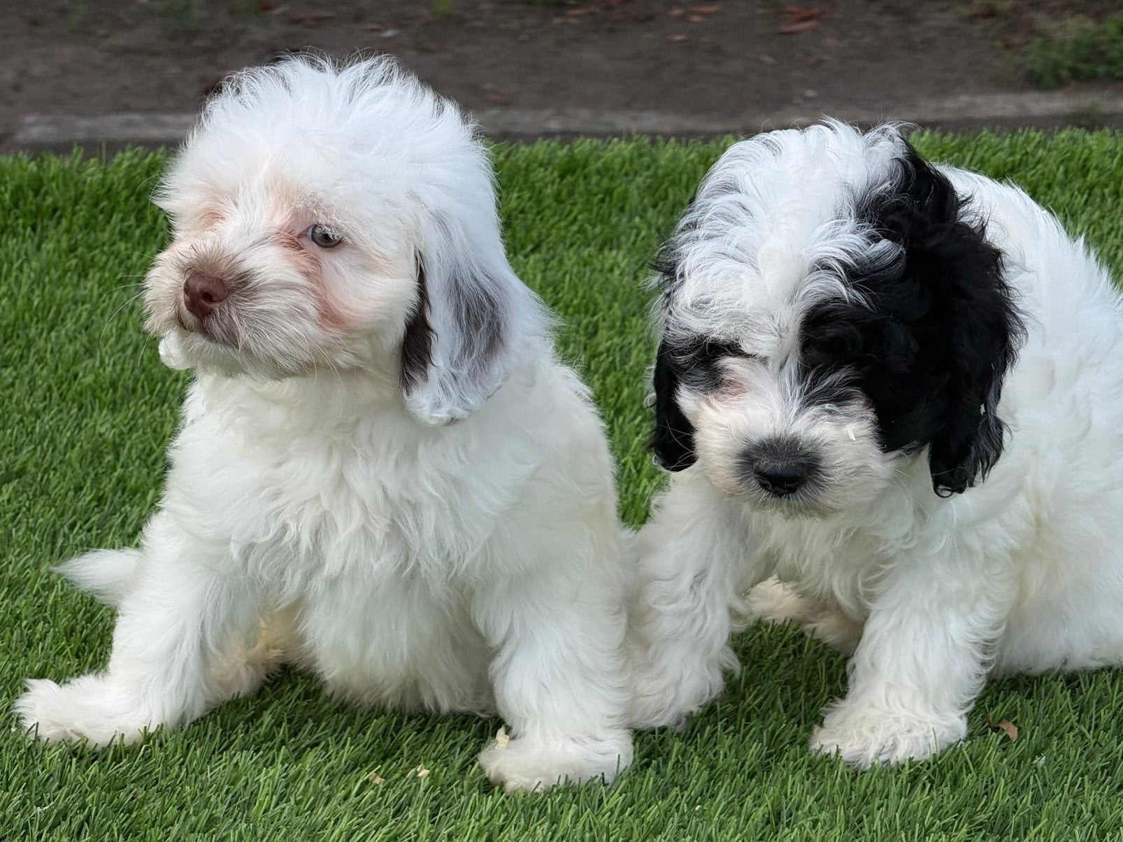 Maltipoo boomer poedel pups, Parvo, Nederland, 8 tot 15 weken, Meerdere