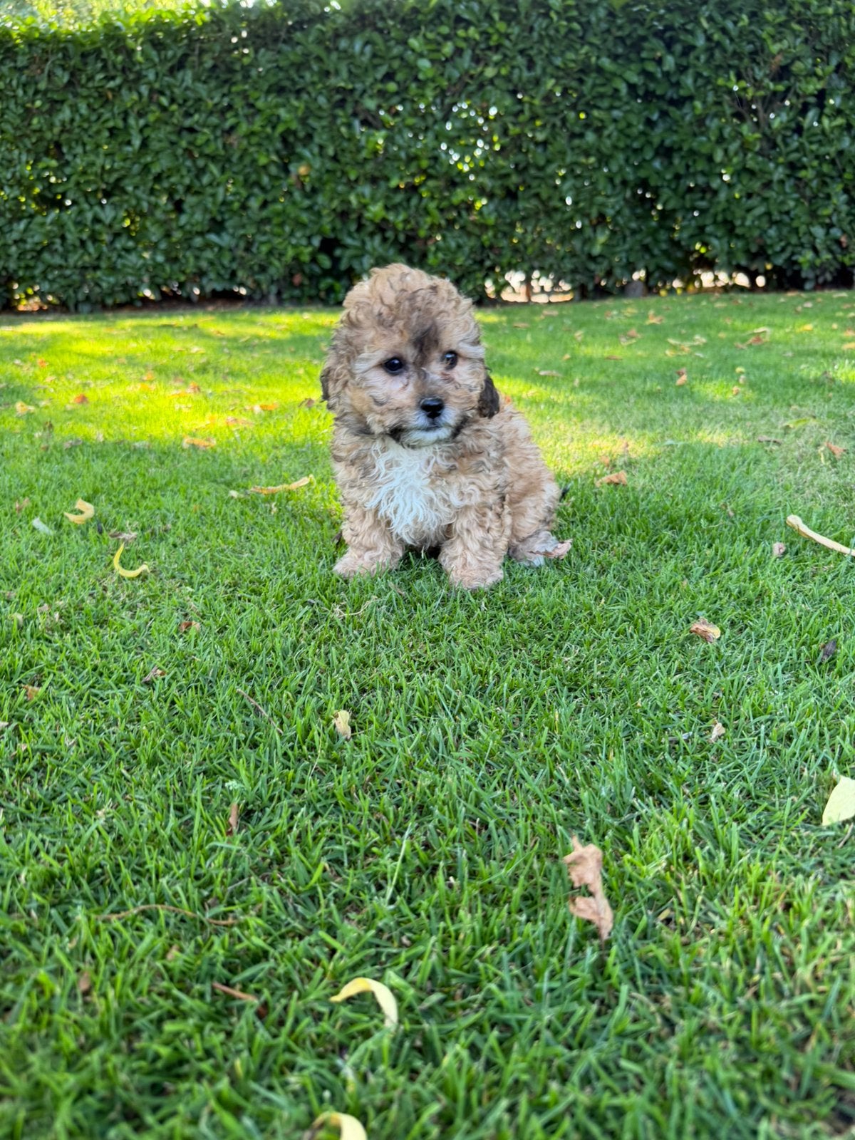 Boompoo (Boomer x Poedel) pups, Poedel, Parvo, Nederland, 8 tot 15 weken