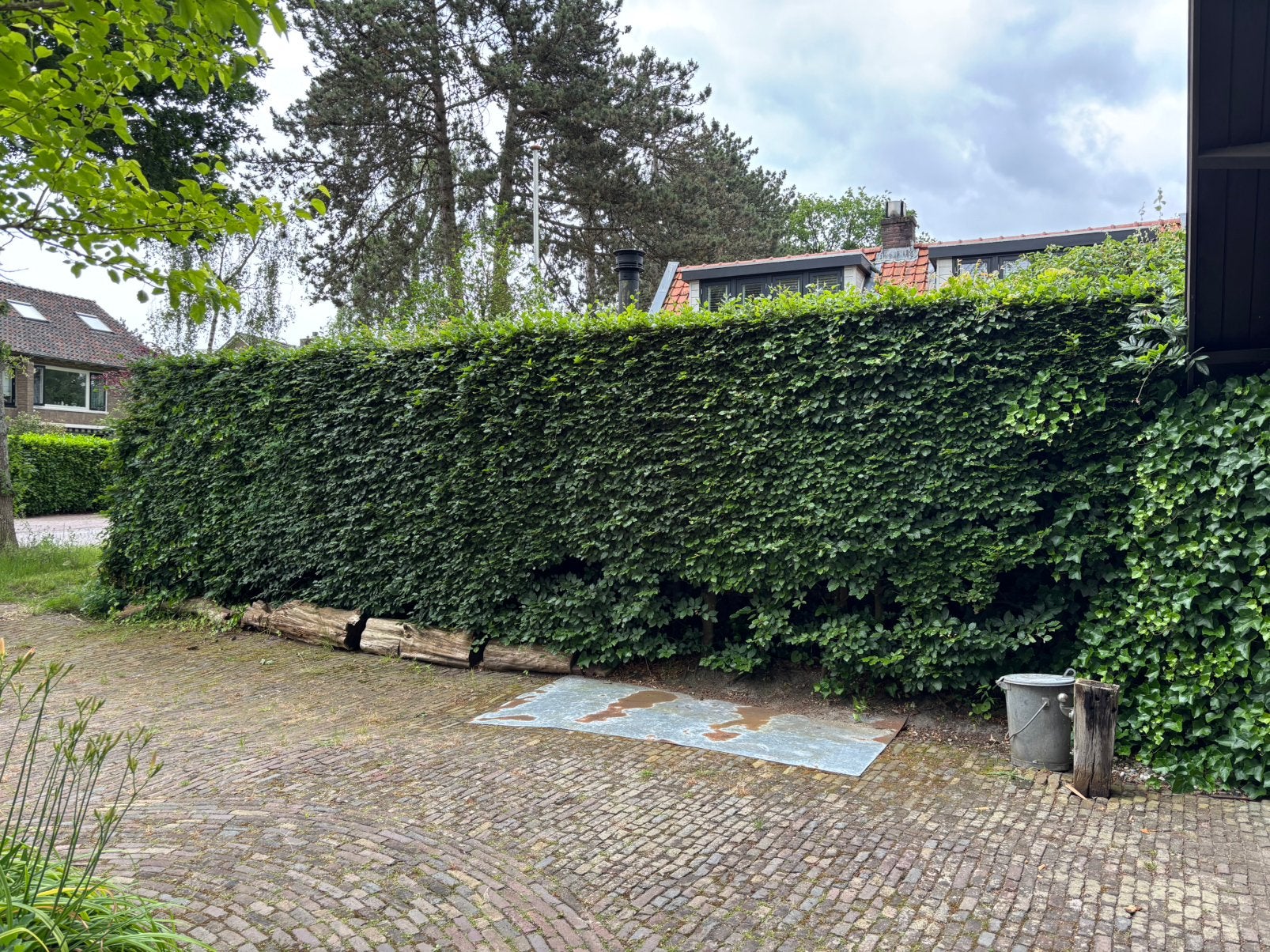 beukenhaag (Fagus sylvatica), Ophalen of Verzenden, Beukenhaag, 100 tot 250 cm