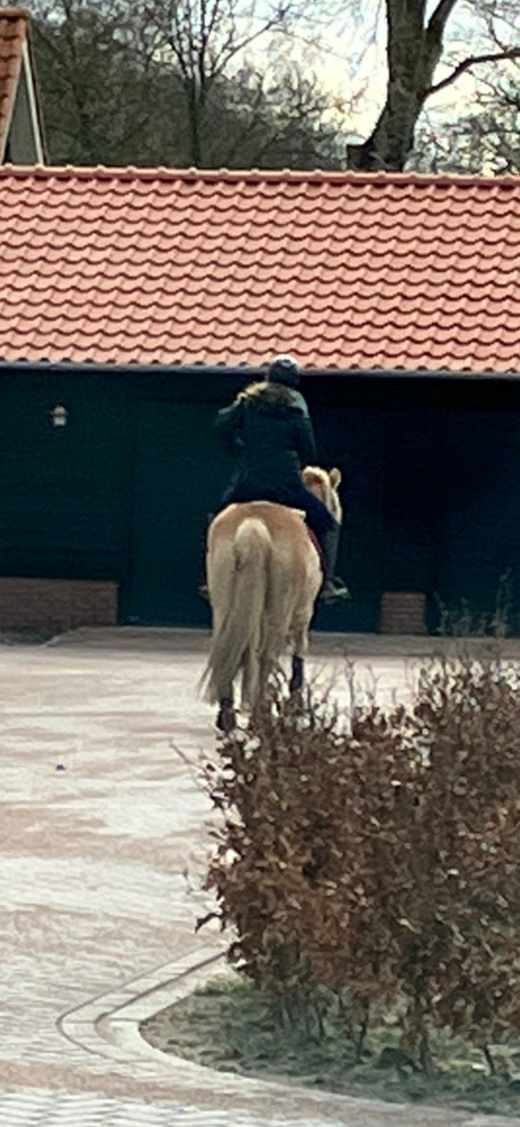 Stalhulp/ruiter aangeboden, Dieren en Toebehoren, Ophalen of Verzenden