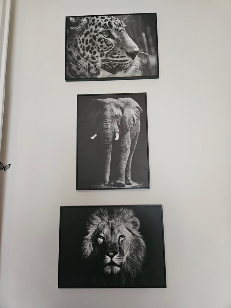 Dieren schilderijen, Ophalen