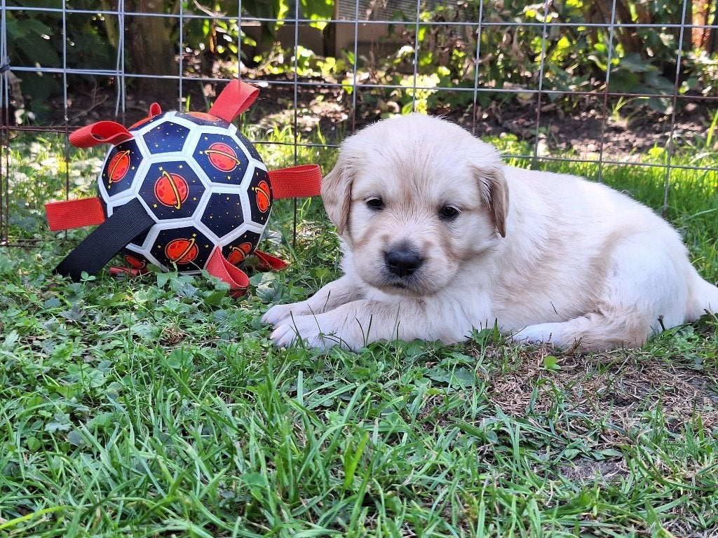 Golden retriever pups, Golden retriever, 8 tot 15 weken, Parvo, Meerdere