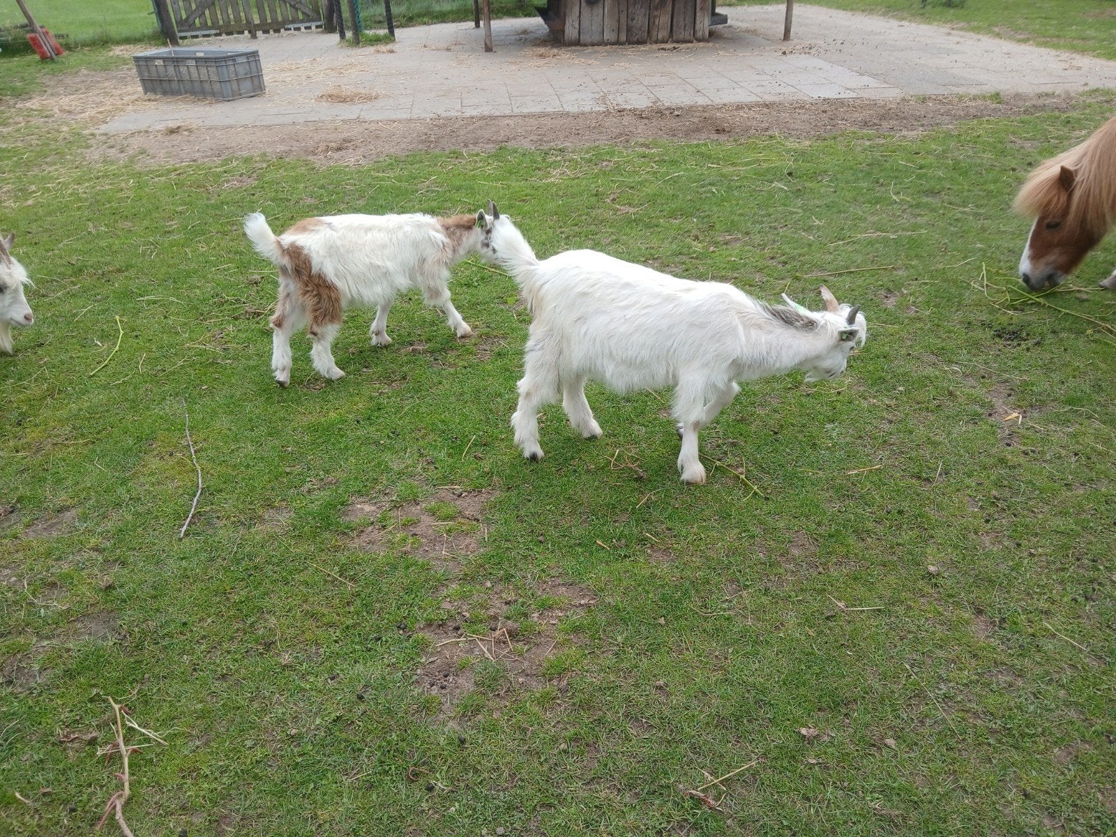 2 bokjes super tam.(landgeit.), Dieren en Toebehoren, Mannelijk, Geit