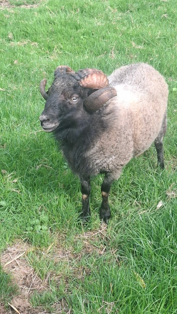 Ouessant ram, Mannelijk, Schaap, 0 tot 2 jaar