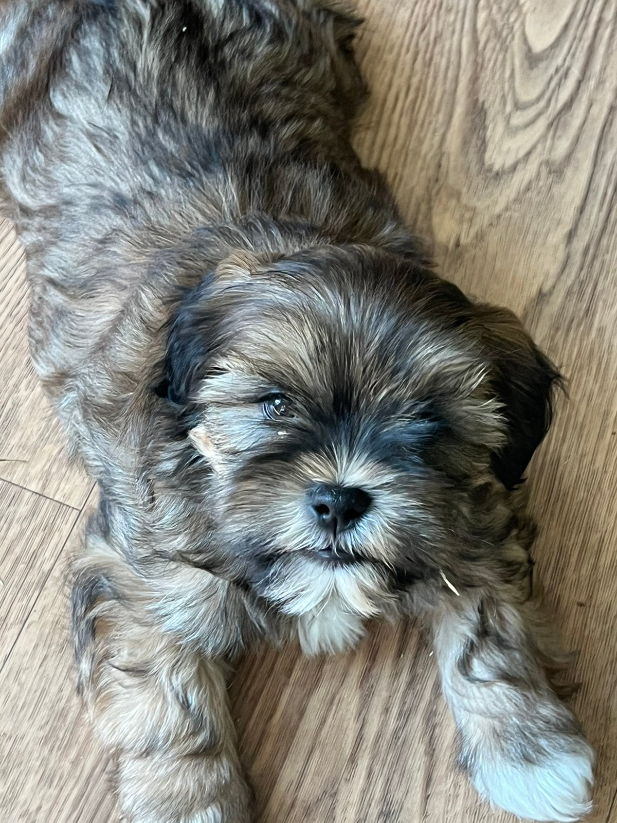Mooie speelse boomer pups, Dieren en Toebehoren, Honden | Chihuahua's en Gezelschapshonden, Nederland, Parvo, Overige rassen, 8 tot 15 weken