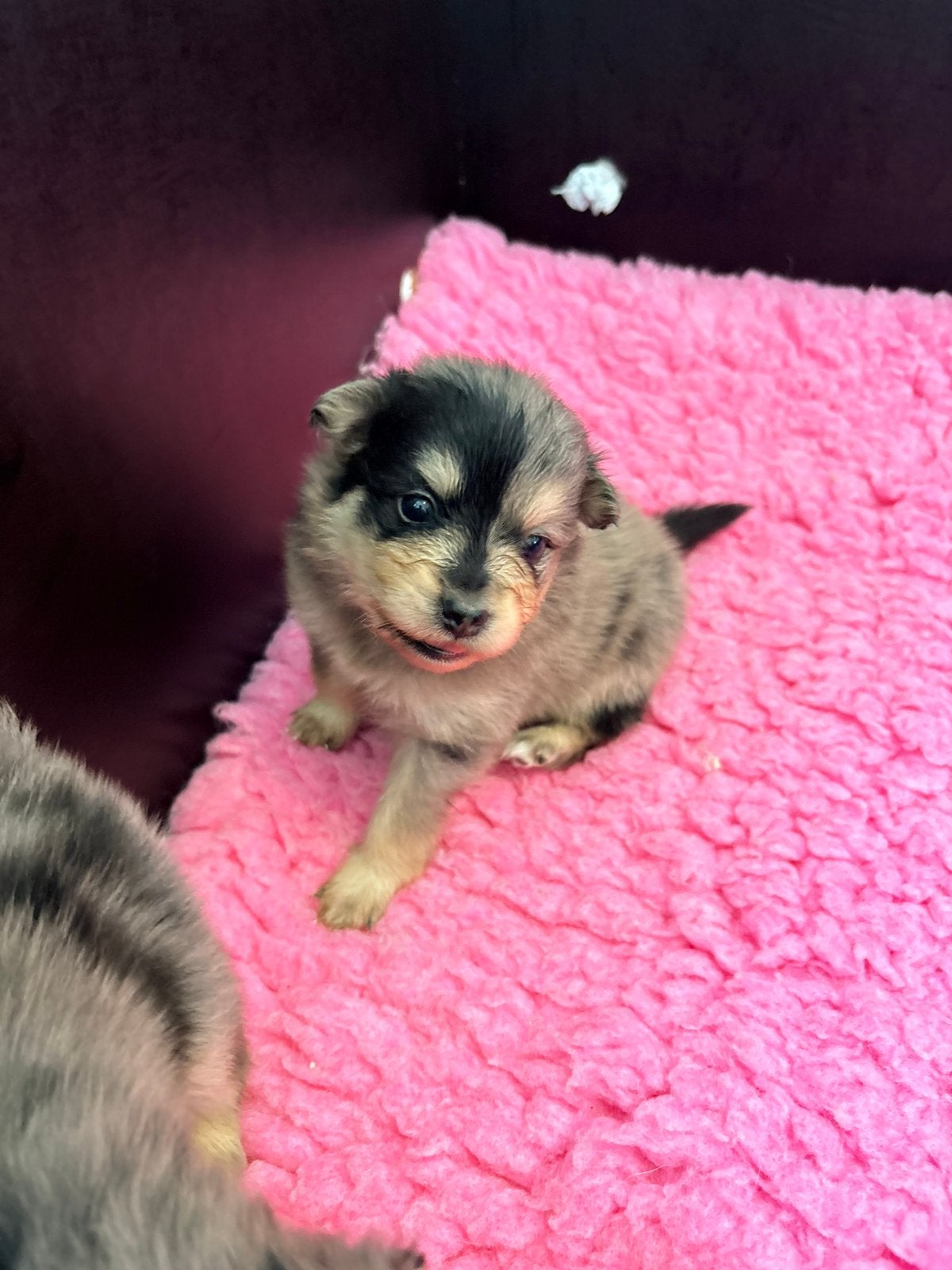Pomeriaan pups merle tan, black tan, Overige rassen, 8 tot 15 weken, Meerdere, Meerdere dieren