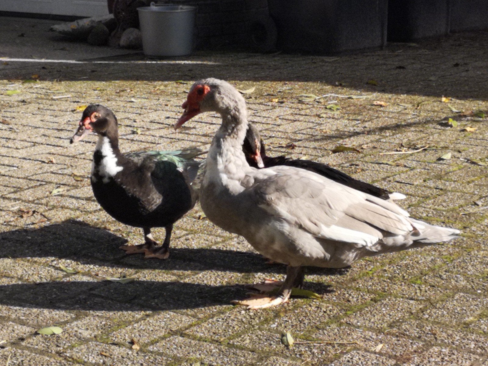 Kaapse eenden, Meerdere dieren, Eend