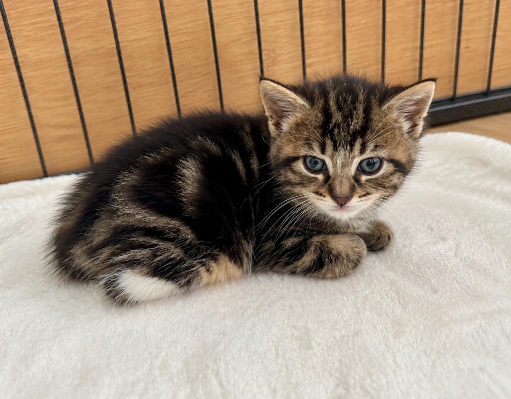 Ragdoll kruising tabby katertje zoekt GOUDEN MANDJE, Dieren en Toebehoren, 0 tot 2 jaar
