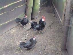 KLEINE KRIELKIPPETJES.............., Dieren en Toebehoren, Vrouwelijk, Kip