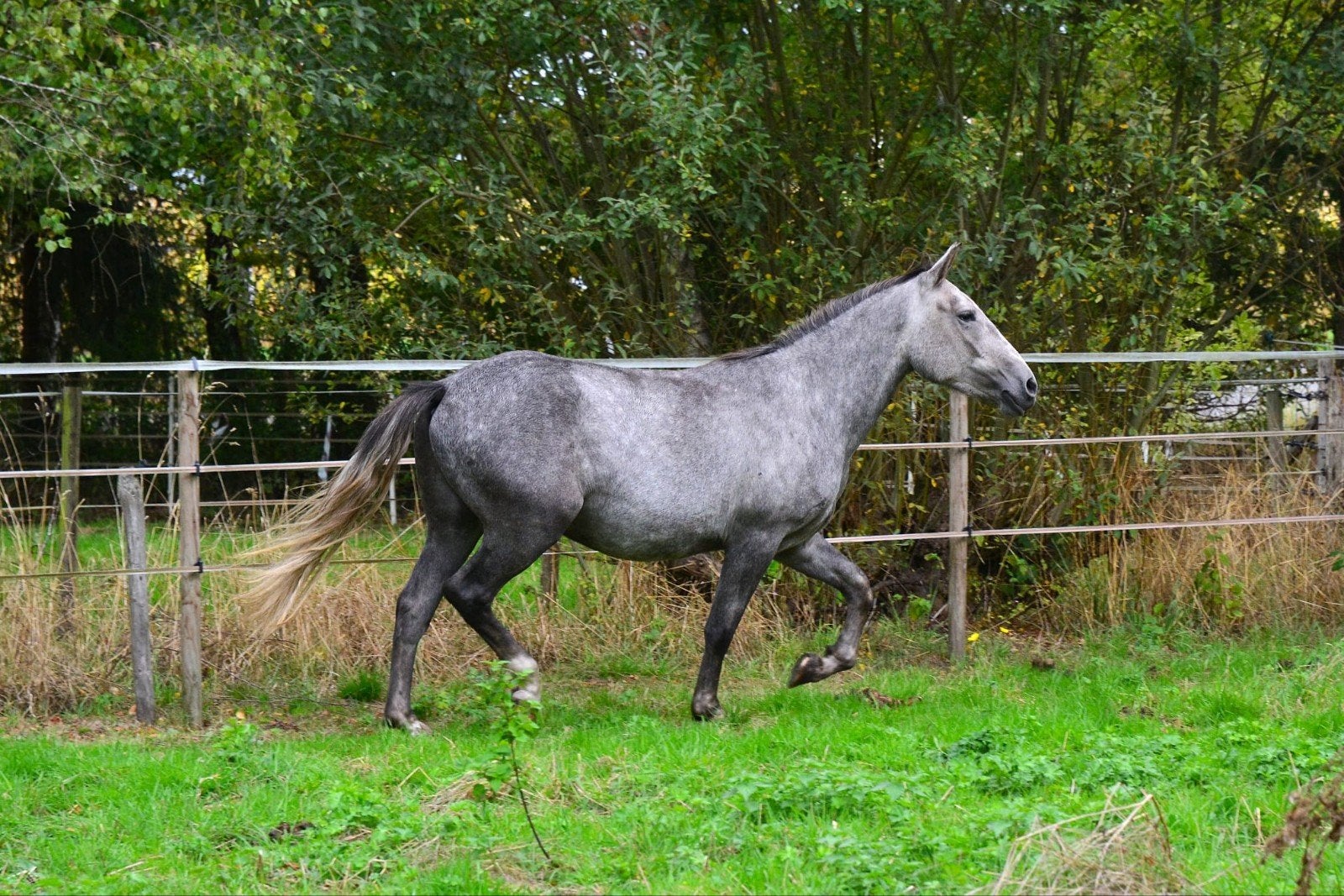 Brave E-pony, Minder dan 160 cm, B, Ruin, 3 tot 6 jaar