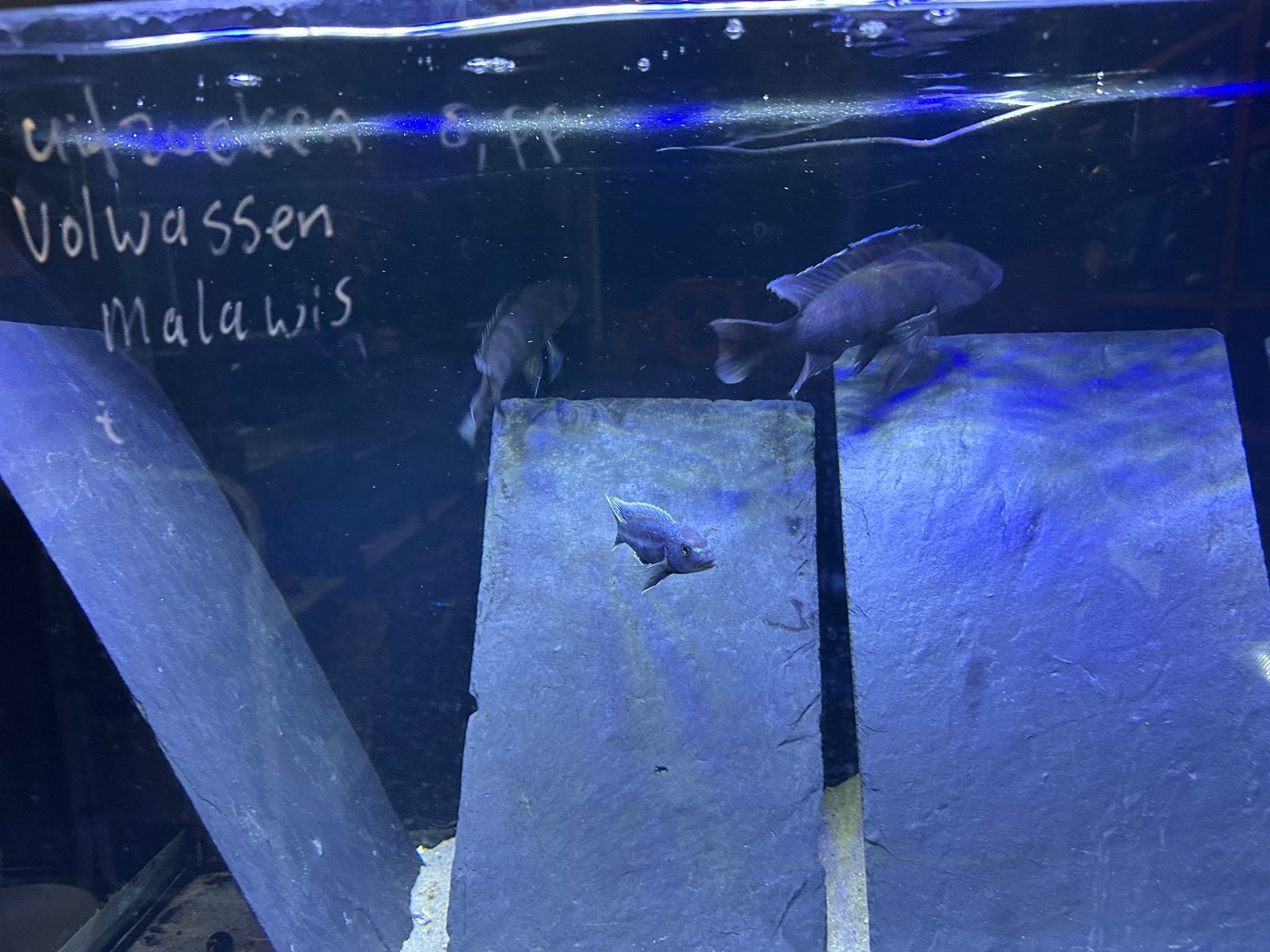 Hybride malawi cichlide’s ( gratis ), Dieren en Toebehoren, Vis