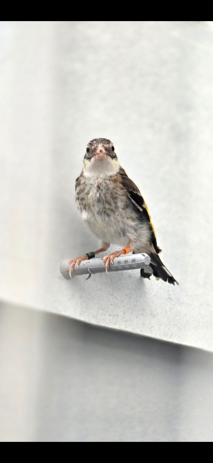 mooi kleine putter man 2026goed geringd 2.5 met kwijk numm, Dieren en Toebehoren, Mannelijk, Bastaard