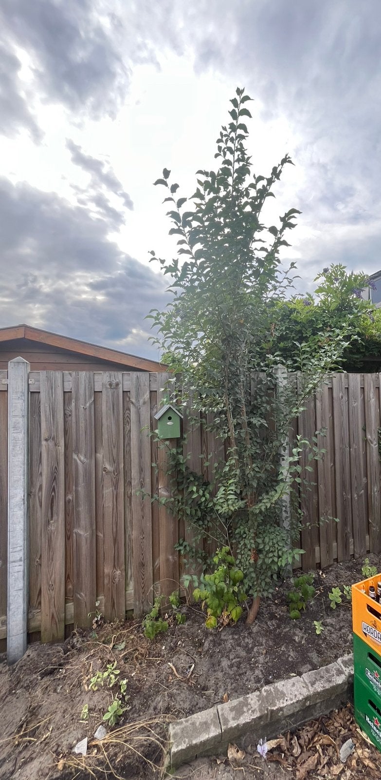 Gratis iep, Tuin en Terras, Planten | Bomen, Ophalen, Volle zon, Overige soorten, 250 tot 400 cm