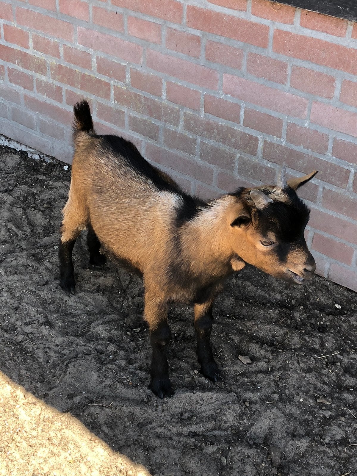 dwergeit, Dieren en Toebehoren, Mannelijk, Geit, 0 tot 2 jaar