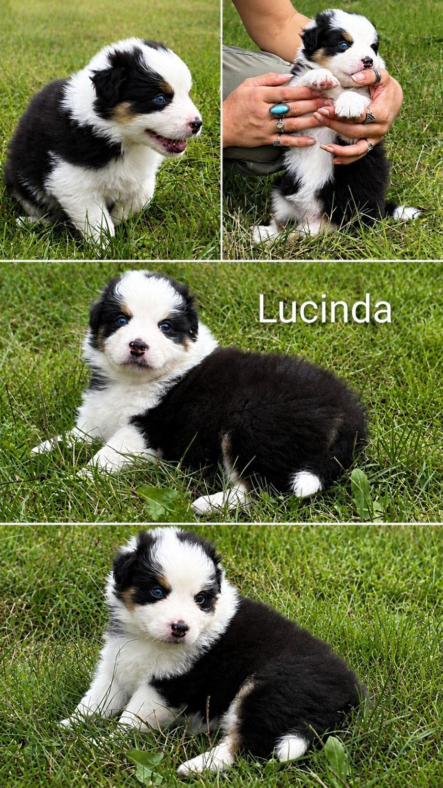 Prachtige Australian Shepherd pups, 8 tot 15 weken, Meerdere, Meerdere dieren, Nederland