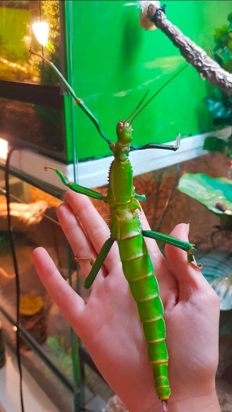 Nog 3 Diapherodes gigantea - reuzen wandelende tak, Dieren en Toebehoren, Insecten en Spinnen, Wandelende tak