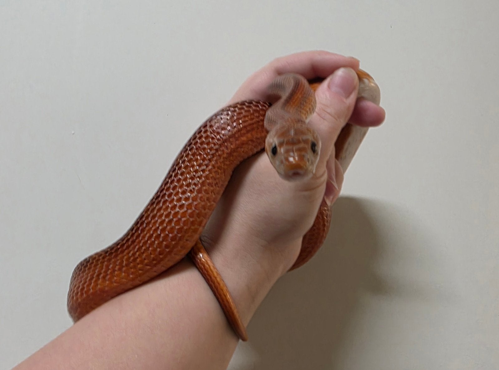 Pantherophis guttatus (Bloodred striped) 0.1 Corn Snake photo 4