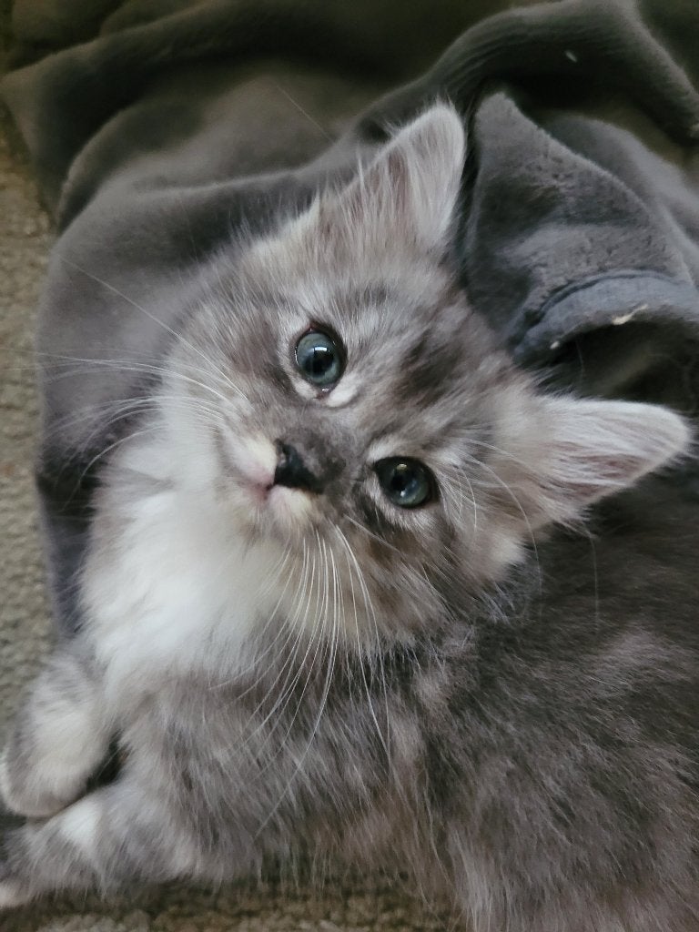 Maincoon kittens(kruising ragdoll, vader stamboom), Meerdere dieren, Ontwormd, 0 tot 2 jaar