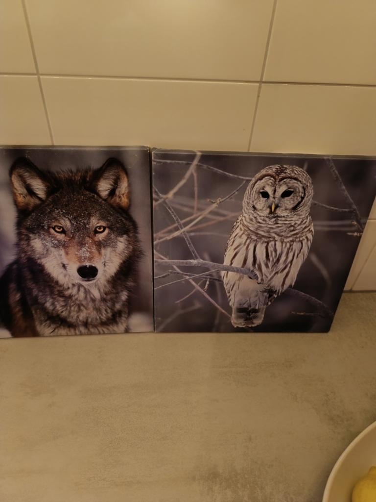 4 Canvas Schilderijen Dieren 30x30 cm, Huis en Inrichting, Woonaccessoires | Schilderijen, Tekeningen en Foto's, Ophalen, Minder dan 50 cm