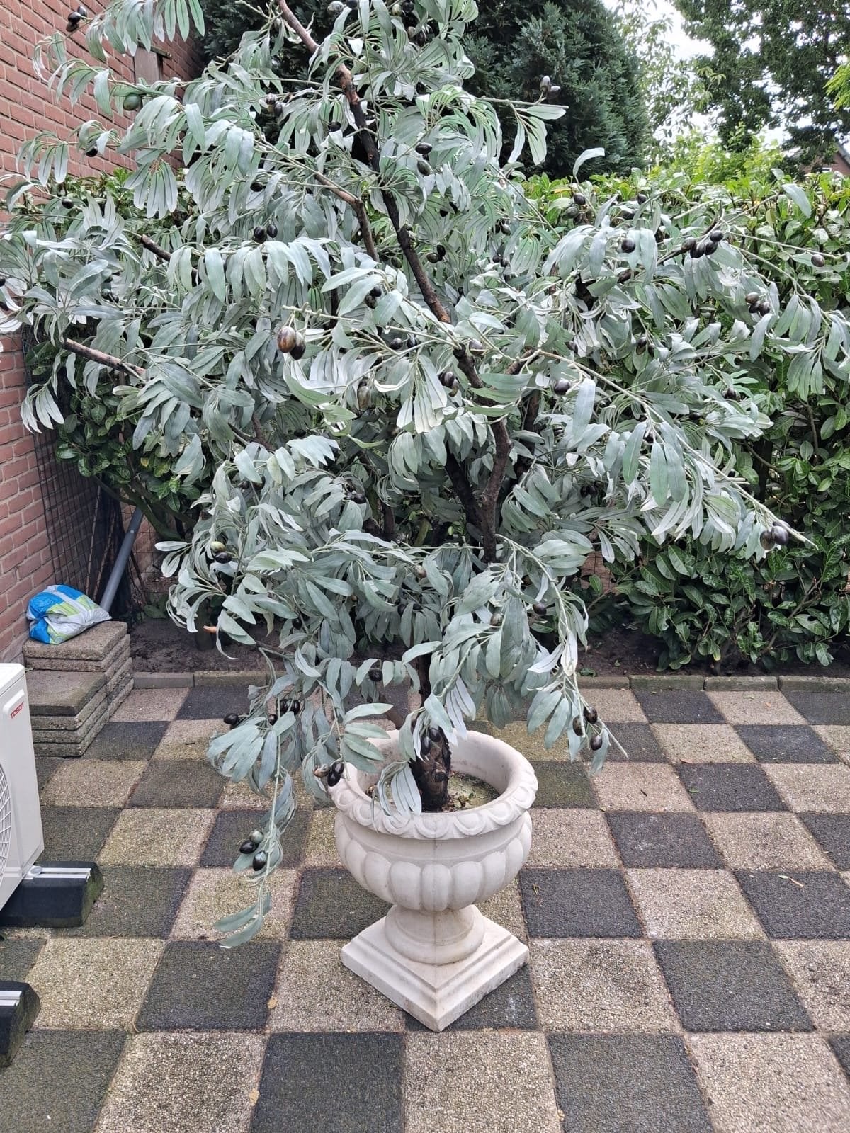 Decoratieve olijfboom in pot, Volle zon, Vaste plant, Bloeit niet, Ophalen