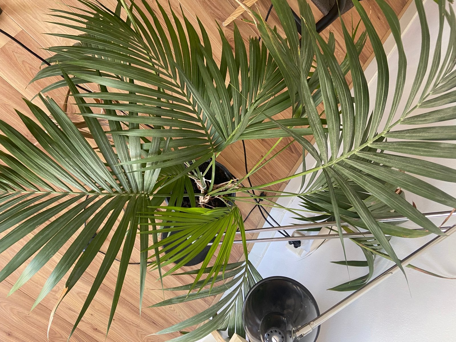 Grote Kentia Palm Kentiapalm Kamerpalm 1,5m incl.zwarte pot, Huis en Inrichting, Kamerplanten, Ophalen, Halfschaduw, Minder dan 100 cm