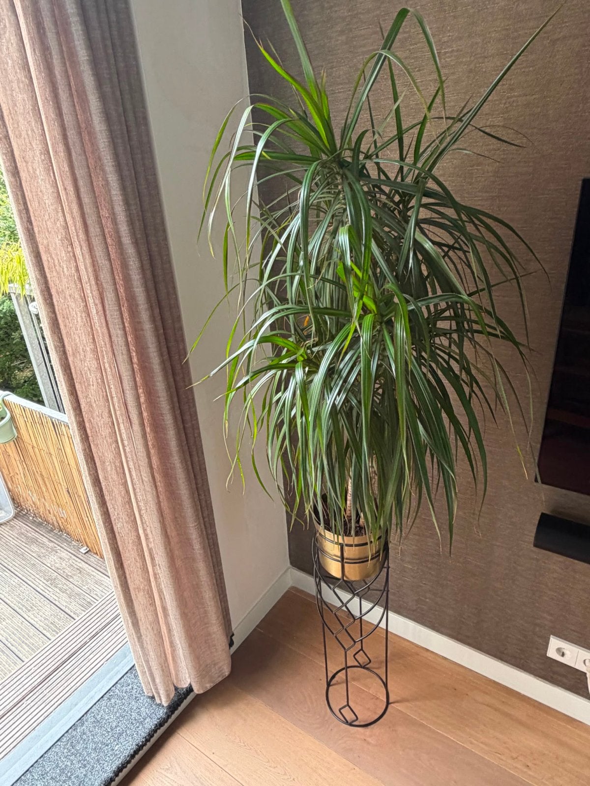 Dracaena Marginata gouden pot op standaard plantenstandaard, Ophalen, 100 tot 150 cm, Palm, Halfschaduw