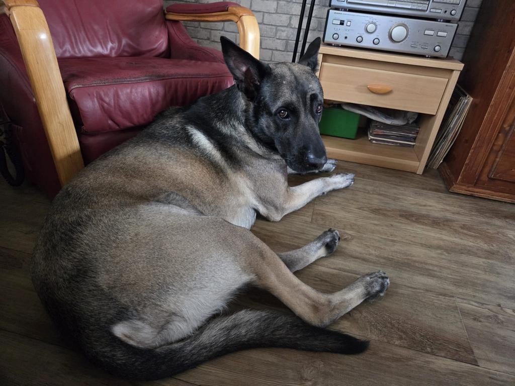 Herplaatsing Mechelse herder reu, Dieren en Toebehoren, Honden | Herdershonden en Veedrijvers, Reu, Eén hond, 3 tot 5 jaar, Herder